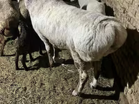 Qoç, Afghan Arabi sheep — foto 2