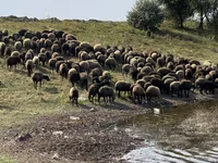 Qoyun, Qoyunlar — foto 4