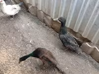 Ducks — photo 5