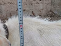 Ziegenbock, Saanen goat — Foto 4