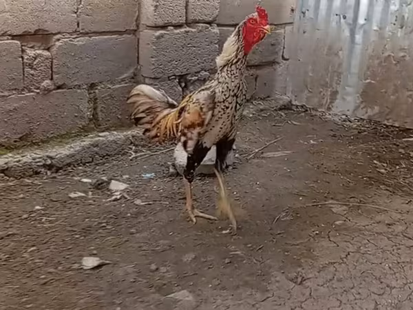 Chickens — Azərbaycan