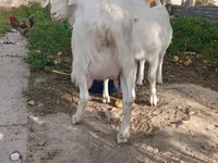 عنزة, Alpine goat — الصورة 7