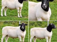 Qoç, Beltex sheep — foto 2