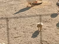 Chickens — photo 4