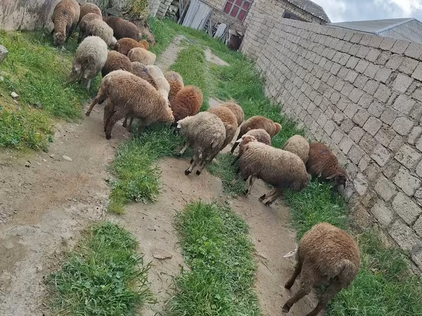 Qoyun, Qoyunlar