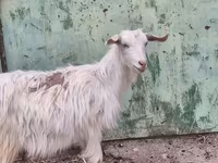 Goat, Goats — photo 5
