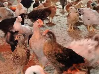 Chickens — photo 5