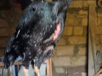 Shamo chickens — photo 2