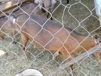 母山羊, Goats — 照片 3