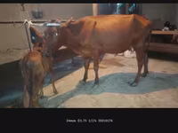 Cow, Cattle — photo 3