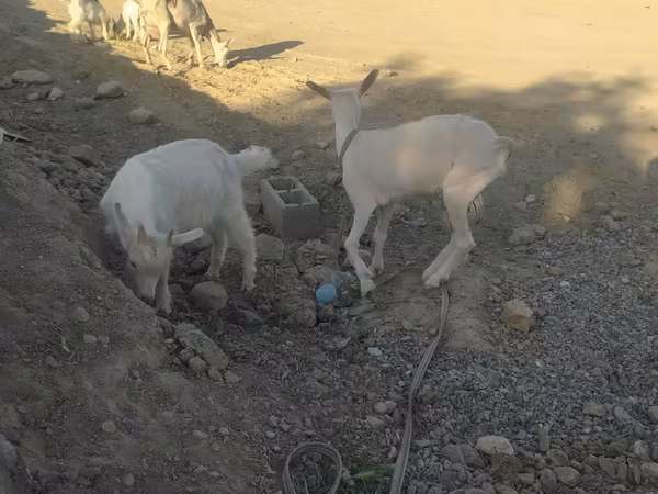 Koza, Kozy