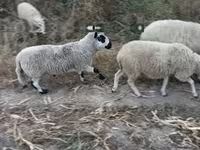 Qoʻchqor, Cerry Hill sheep — 1-rasm