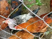 Chickens — 1-rasm