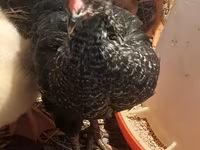 Australian Pit Game fowl — Foto 2