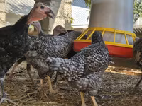 Turkeys — Foto 7
