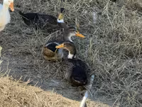 Ducks — foto 2