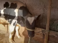 Buğa, Russian Black pied cattle — foto 2