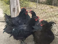 Australorp — photo 2