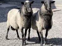 Carnero, Romanov sheep — foto 1