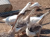 Geese — 照片 3