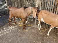 Kozel, Nubian Goat — foto 4