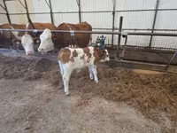 Byk, Simmental cattle — zdjęcie 1