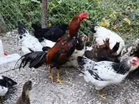 Chickens — 照片 2
