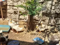 Ducks — photo 2