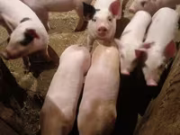 Säue, Schweine — Foto 2
