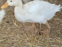 Domestic Muscovy — photo 5