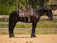 At, Friesian — foto 3
