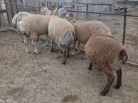 Ram, Sheep — photo 1