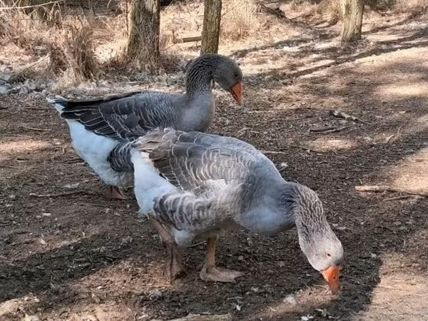 Geese