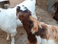 山羊（批次，未指定性别）, Goats — 照片 4