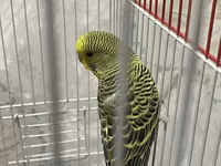 Dalğalı papuqaylar və qəfəs dəsti Məhsul tərkibi: - 2 ədəd dalğalı — Foto 3