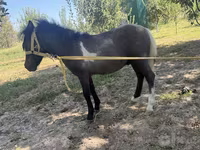 Yegua, Australian Pony — foto 3