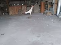Chickens — الصورة 2