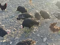 Turkeys — photo 3
