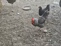 Chickens — foto 1