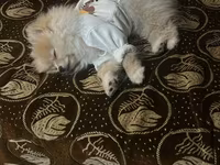 Cins: Pomeranian (Boo tipli) Rəng: Krem/açıq şaftalı Ölçü: Kiçik — الصورة 2
