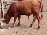 Toro, Ganado vacuno — foto 1