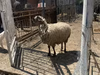 Sheep (batch, sex not specified), Sheep — photo 1