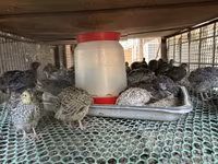 Quails — zdjęcie 2