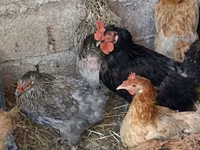 Chickens — foto 4