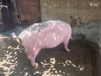 Säue, Schweine — Foto 1