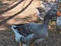 Geese — foto 7