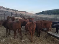 Vaca, Aberdeen-Angus — foto 4