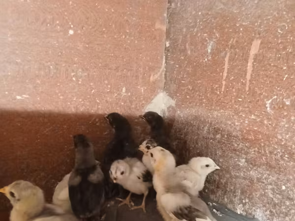 Chickens — Ázerbájdžán