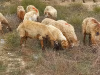 نعجة, الأغنام — الصورة 6