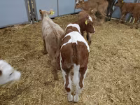 母牛, Simmental cattle — 照片 3